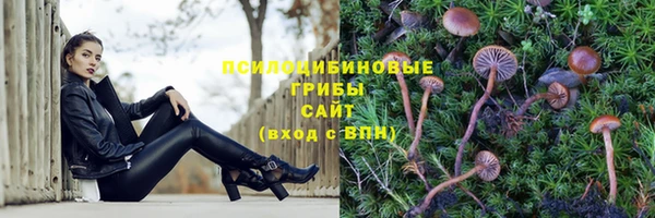 прущие грибы Заволжье